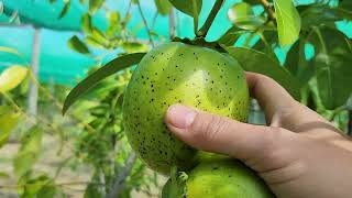 Black Sapote Harvesting ◇ Chocolate Pudding Fruits ♤ October 2024 [upl. by Annayram404]