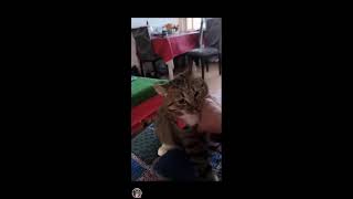 C MEME AKO is live I want treats not a Pet Angry Cat [upl. by Taft]