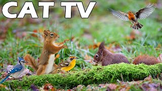 RELAXING CAT TV 😸📺 Squirrel and Bird Watching Video For Cats To Relax 🐿🦜 Keep Your Cats Entertained [upl. by Ydnab]