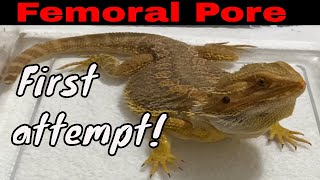 Spike the bearded dragon my first femoral pore cleaning did NOT go well [upl. by Calva]