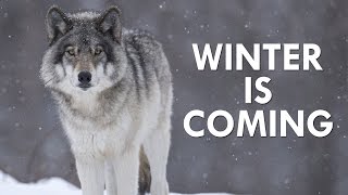 Dire Wolf Documentary [upl. by Aneleve311]