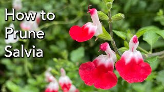 How and When to Prune Three Types of Salvias  including Leucantha and Hot Lips [upl. by Baxy]