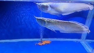 My Arowana Fish Laid 100 Eggs [upl. by Blakely]