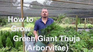 How to grow Green Giant Thuja Arborvitae with detailed description [upl. by Wj]