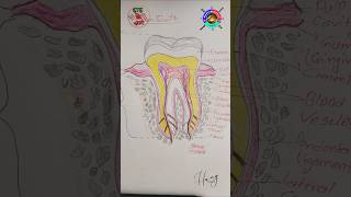 How to draw human teeth diagram easyytshorts drawing health dental [upl. by Suravart]