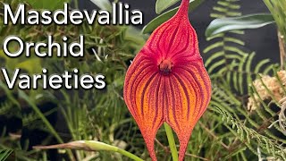 Masdevallia Orchid Varieties [upl. by Garth]