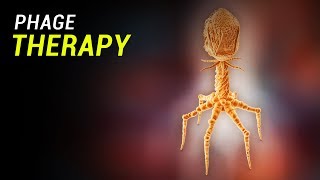 Phage Therapy How does it work [upl. by Fai]