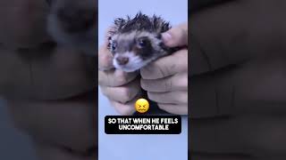 How to Bathe Ferrets Anxious Pets [upl. by Rosy907]