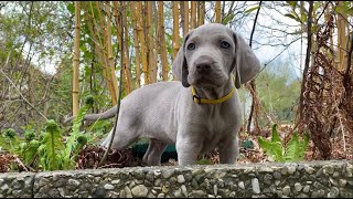 Die Weimaraner Welpen  Woche 7 im Welpenpark [upl. by Moritz356]