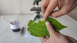 How to prepare stomata slide for microscopic examination [upl. by Biamonte766]