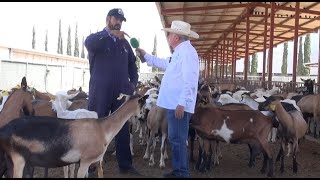 Corrales para cabras y su alimentación [upl. by Gorski979]