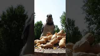 Molting blue jay picks up a peanut [upl. by Blondy]