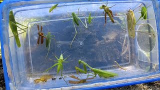 praying mantis meets leaf locust dragonfly insect hunting [upl. by Naujled]