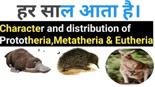 Bsc part 2 zoology general character and distribution of prototheria metatheria and Eutheria [upl. by Haikezeh107]