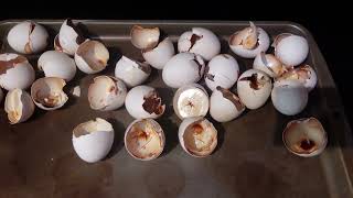 Prepare eggshells as calcium nutrient for plants [upl. by Favata722]