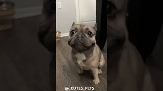 Adorable Frenchie Puppys First Squeaky Barks animals frenchbulldog cutepuppy dog india shorts [upl. by Sherard]