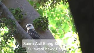 Suara Asli Elang Sulawesi  Nisaetus lanceolatus  Sulawesi Hawk Eagle [upl. by Aciretehs]