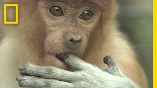 Watch Most Monkeys Don’t Swim But These Do  National Geographic [upl. by Tuneberg]