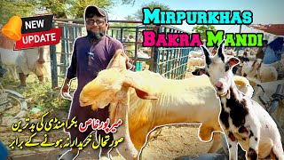 Mirpurkhas Bakra Mandi Ki Badtareen Sorathal  Bakra Mandi 2024  Qurbani Ka Bakra [upl. by Kcinomod]