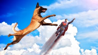 Belgian Malinois  Masters of High Jumps [upl. by Nich645]