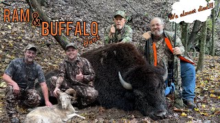 “John Tinsman’s Big Buffalo Hunt” hunting outdoors buffalo ram [upl. by Nerok]