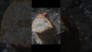 Jawfish 🐠youtube youtubeshorts facts marineworld trendingshorts facts marinelife [upl. by Eneja]