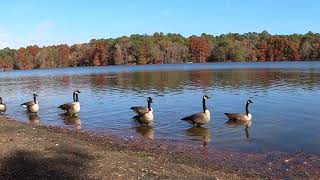 Trap Pond Thursday Trap Pond State Park Autumn Ep 1 [upl. by Kleper720]