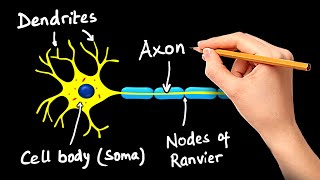 Structure and Function of Neuron in Hindi [upl. by Janela4]