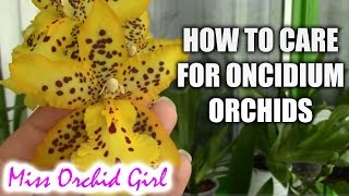 How to care for Oncidium Orchids and Intergenerics  watering fertilizing reblooming [upl. by Hochman]