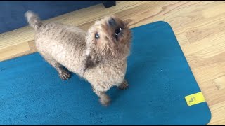 Mini Poodle Dog BARKING LOUD Wants Treat [upl. by Alon349]