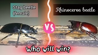 Battle of Stag beetle and Rhino beetle [upl. by Porty]