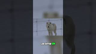 La increíble reintroducción de lobos que salva ecosistemas [upl. by Pitchford984]