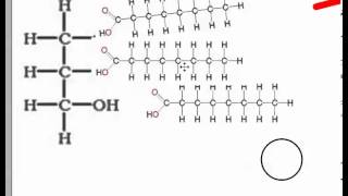 Condensation and Hydrolysis IB Biology [upl. by Kirkwood279]