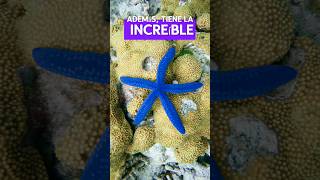 ¡La Estrella de Mar Azul que Puede Cambiar de Color 🌊💙 curiosidadesmarinas mundomarino sabiasque [upl. by Moss509]