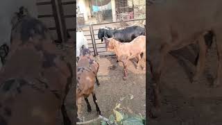 Ghazipur bakra mandi live update sirohi gujri totapari goat youtube viral [upl. by Yhtnomit]