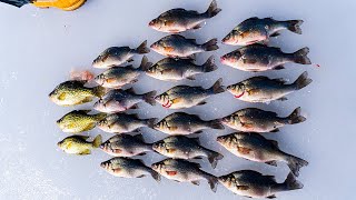 We Found a PILE of Panfish Ice Fishing [upl. by Fiorenza]