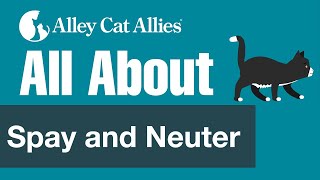 All About Spay and Neuter [upl. by Ashbaugh979]