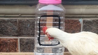 How To Make Drinker For Chickens With Waste Plastic Material Without Spending Money [upl. by Politi]