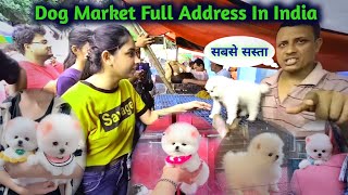 Dog shop address in India  Cheapest dog Market In India  Pomeranian Dog  teacup dog  Cute puppy [upl. by Llednek306]