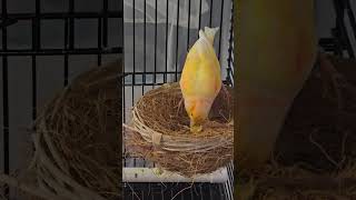 Canaries fypシ゚viral birds shortvideos youtubeshorts trendingshorts tiktok youtube [upl. by Faydra]