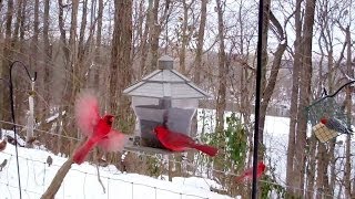 Winter Birds Feeding Frenzy Cats LOVE It [upl. by Guzel]