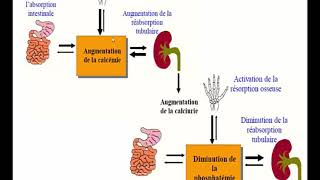 METABOLISME PHOSPHOCALCIQUE PARTIE 3 [upl. by Orravan243]