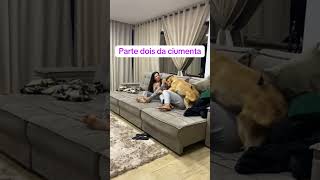 Kiara se revelando a possessiva 😂😂 goldenretriever pets humor cachorro amor fypシ゚viral [upl. by Baptist]