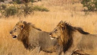 Male Lion Coalition in Pilanesberg National Park  Big On Wild  Wildlife Videos [upl. by Mannos]