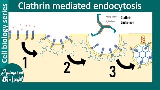 Clathrin mediated endocytosis overview [upl. by Rubliw]