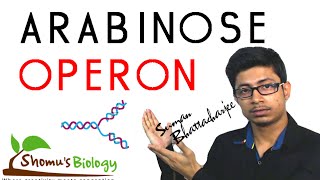 Arabinose operon [upl. by Ameerahs]