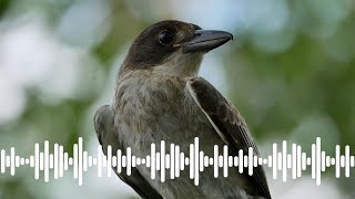 Grey Butcher Bird Mimicking Calls  Australian Bird Sounds amp Songs [upl. by Annehs]