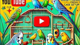 Cockatiels amp Budgies A Day Inside the Cage 🐦  Live from Birdiolog [upl. by Eilyw]