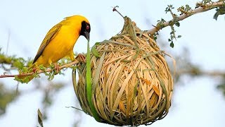 15 Most Amazing Nests In The Animal World [upl. by Ecertak]