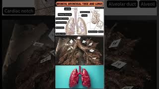 Parts of the Bronchial Tree and Lungs A Quick Overview 🫁 [upl. by Eigram]